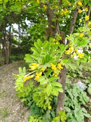 Caragana arborescens