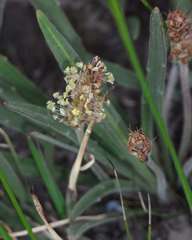Plantago gaudichaudii