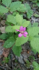 Rubus arcticus