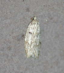 Semioscopis inornata