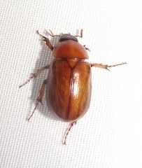 Cyclocephala longula