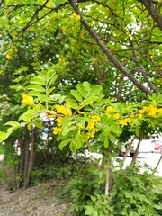 Caragana arborescens