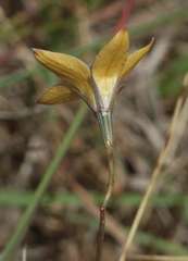 Wahlenbergia luteola