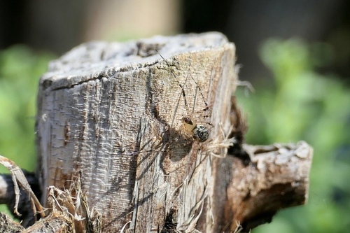 False Pirate Spider photo 2
