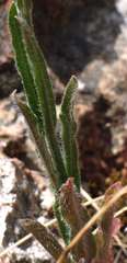 Wahlenbergia stricta stricta