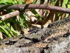 Chrysobothris affinis