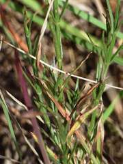 Wahlenbergia luteola