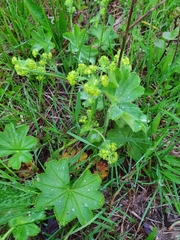 Alchemilla sarmatica