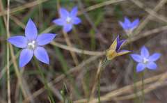 Wahlenbergia luteola
