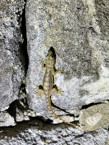 Hemidactylus garnotii observed 2026-10-30