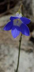 Wahlenbergia stricta stricta
