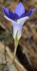 Wahlenbergia stricta stricta