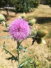 Cirsium rhaphilepis