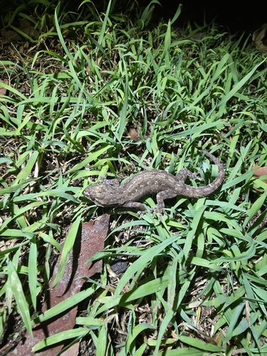 Hemidactylus frenatus observed 2026-10-30