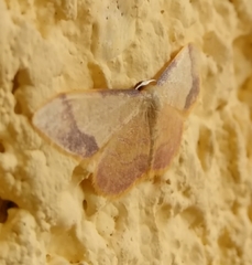 Idaea ostrinaria