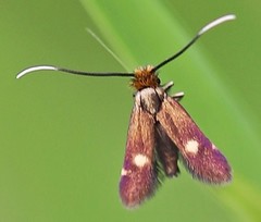 Cauchas leucocerella