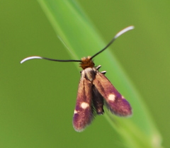 Cauchas leucocerella