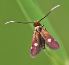 Cauchas leucocerella