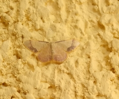 Idaea ostrinaria