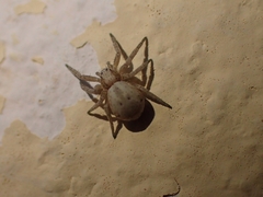 Pulchellodromus pulchellus