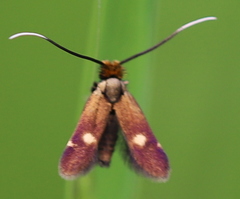 Cauchas leucocerella