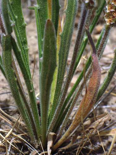 Image of Plantago gaudichaudii by (c) Russell Best, some rights reserved (CC BY)