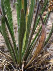 Plantago gaudichaudii