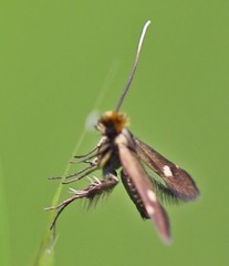 Cauchas leucocerella