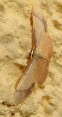 Idaea ostrinaria