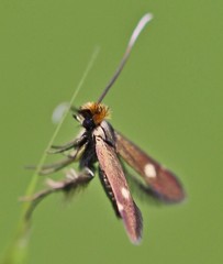 Cauchas leucocerella