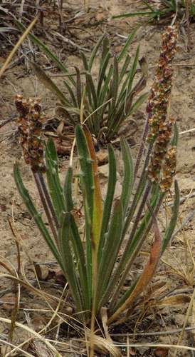 Image of Plantago gaudichaudii by (c) Russell Best, some rights reserved (CC BY)