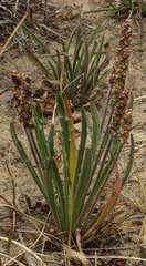 Plantago gaudichaudii