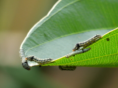 Lepidoptera