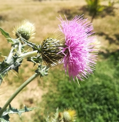 Cirsium rhaphilepis