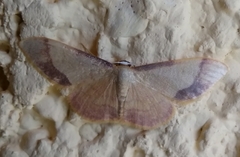 Idaea ostrinaria