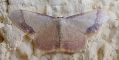 Idaea ostrinaria