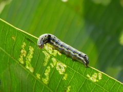 Lepidoptera