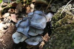 Omphalotus mexicanus