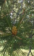 Pinus bungeana