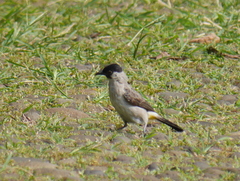 Pycnonotus aurigaster