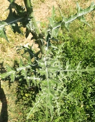 Cirsium rhaphilepis