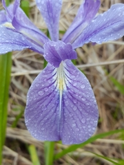 Iris tenax