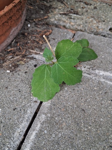 Ficus observed 2026-10-30