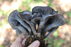 Omphalotus mexicanus