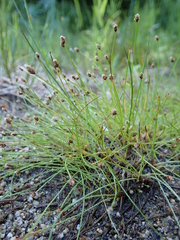 Eleocharis nitida