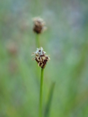 Eleocharis nitida