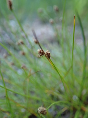 Eleocharis nitida