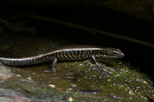 Sphenomorphus observed 2026-10-30