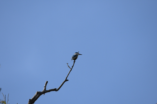 Todiramphus sanctus observed 2026-10-30
