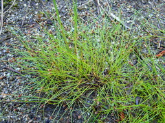 Eleocharis nitida